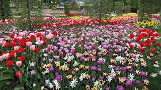 Tulip Tour at Longwood Gardens Spring Bulb Garden Tour 🌷🌹🌷 [upl. by Dolores]