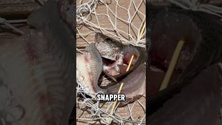 Inshore fishing and crab trapping fishing inshorefishing [upl. by Holder855]