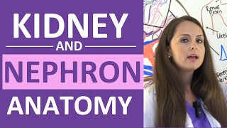 Kidney and Nephron Anatomy Structure Function  Renal Function System [upl. by Juliano755]