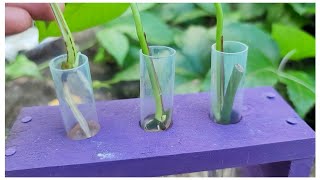 pothos propagation of water day 10 update  detailed root progress and growth [upl. by Undry575]