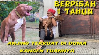 REAKSI ANJING PETARUNG KETEMU TUANNYA SETELAH BERPISAH 1 TAHUN [upl. by Franckot]