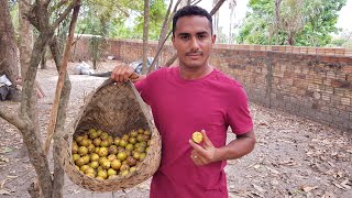 Macauba ou macauba uma fruta maravilhosa direto do Maranhão [upl. by Allesig474]