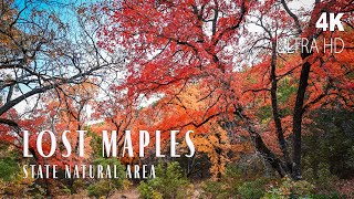 Fall Foliage in Lost Maples State Natural Area  Vanderpool TX  Texas State Parks in 4K [upl. by Berkman]