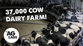 Huge scale dairy farming at Fair Oaks Farms [upl. by Nnawtna]