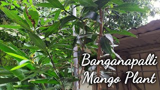 Banganapalli Mango Plant  Gardening in Mangalore [upl. by Ycniuqed]