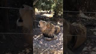 Lion  Real video of a lion  Lion Roar  Real Voice of Lion  wildlife wildanimals junglesafari [upl. by Brendon]