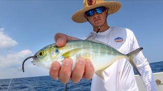 Using BIG BAITS to Catch Dinner Catch Clean Cook Amberjack [upl. by Ki]