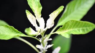 Mesotrione SOA 27 waterhemp close [upl. by Agon593]