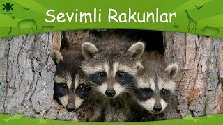 Sevimli rakunlar Çocuk Belgeseli 😍🦝 [upl. by Marleen]