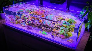 3 Hours of Shallow Reef Aquarium Relaxation Aquarium Meditation [upl. by Aleyak]