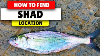 Assassins Creed Valhalla How to find SHAD  SmallRegularBig [upl. by Laux]