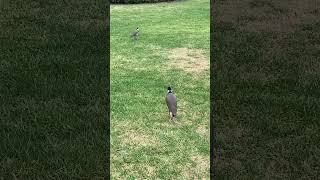 Vociferous Masked Lapwings  Louder Than Ever 📢😂 australianbirds [upl. by Monaco]