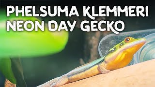 Phelsuma klemmeri the Neon Day Gecko [upl. by Eltsyrk766]