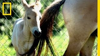 Endangered Horse Birth  National Geographic [upl. by Ffej130]