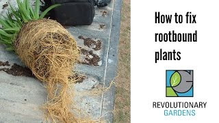 How to Fix Rootbound Plants [upl. by Lithea627]