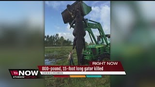 800pound 15foot alligator caught in South Florida [upl. by Leunamme]