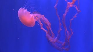 Meduse che non muoiono mai  Turritopsis dohrnii [upl. by Ahseki]