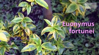 Euonymus fortunei Growing Guide Winter Creeper by GardenersHQ [upl. by Svirad457]