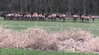 Hoof Rot Roosevelt Elk heard in Western Washington 2013 [upl. by Shanda231]