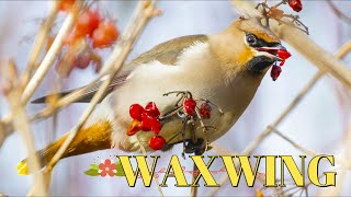 WAXWINGS in the UK Bombycilla garrulus [upl. by Dareen]