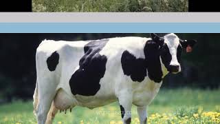 Holstein Friesian cattle  holstein friesian cattle characteristics [upl. by Narik744]