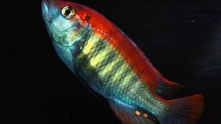 BEAUTIFUL AFRICAN CICHLID PUNDAMILIA NYEREREI [upl. by Luapnoj]