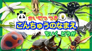 【解説付きver】昆虫好き集まれ！！【動く虫アニメ】昆虫図鑑★昆虫採集 で 虫の名前 を覚えよう！カブトムシ、カマキリ、てんとう虫 昆虫 いっぱい！こんちゅう insects [upl. by Dunseath]