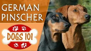 Dogs 101  GERMAN PINSCHER  Top Dog Facts About the GERMAN PINSCHER [upl. by Cline332]