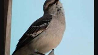 Mocking bird singing  chant dun oiseau moqueur [upl. by Egerton620]