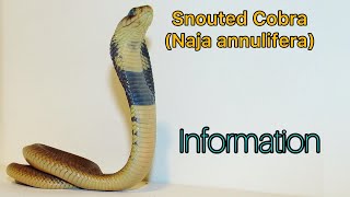 Snouted Cobra Information [upl. by Senilec]