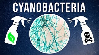 How to Kill Cyanobacteria – Natural vs Chemical [upl. by Kirrad423]