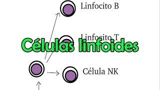 Células linfoides [upl. by Anya]