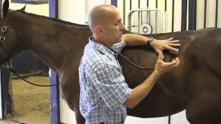 Basic Examination of the Horse [upl. by Silado]