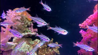 ネオンテンジクダイ Redspot Cardinalfish Ostorhinchus parvulus [upl. by Harry296]