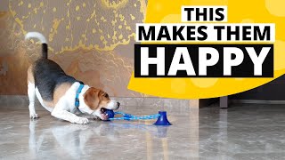 12 Secrets for Having a Happy Beagle [upl. by Kristal]