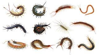 12 Species of Centipede  Different Types of Centipede [upl. by Adiaj]