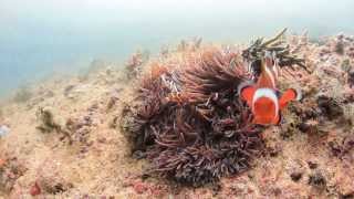 Aggressive Clownfish defending its nest [upl. by Trevah355]