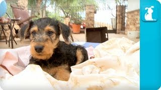 Airedale Terriers Puppies  Puppy Love [upl. by Adore]