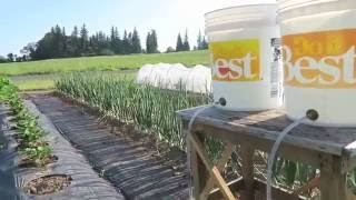 Whizbang Bucket Irrigation For Gardeners [upl. by Samaj]