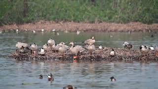 Bar headed goose [upl. by Domenico]