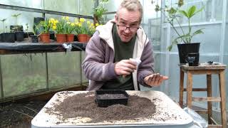 How to grow calendula pot marigolds from seed [upl. by Janifer]