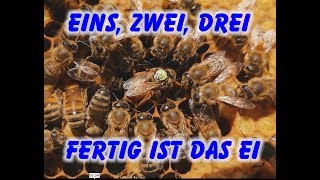 Das fleissige Lieschen BeeDad zeigt Imkerei und Bienen18 08062018 [upl. by Nwahsid173]