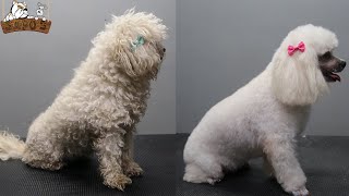 Poodle  Caniche peluquería canina Petgrooming [upl. by Cope]