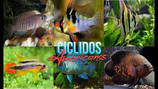 El Mejor Cíclido Americano según el Tamaño de Tu Acuario [upl. by Lennon]