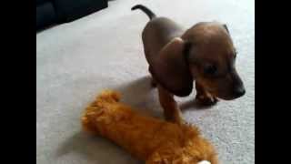 Dachshund Puppy Tom barking at his reflection [upl. by Elsie30]