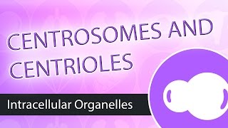 Intracellular Organelles The Centrosome [upl. by Adneram]