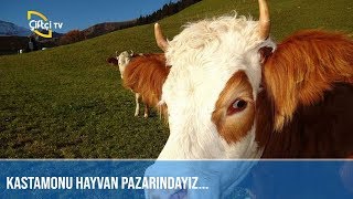 Kastamonu Hayvan Pazarı  SULTAN PAZARI [upl. by Delores127]