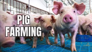 Pros and Cons of Raising Kune Kune Pigs [upl. by Tarrel]