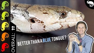 Pink Tongue Skink Better Than A Blue Tongue [upl. by Aihtenak819]