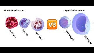 Cellular Contrasts Agranular vs Granular Leukocytes  Quiz Edition [upl. by Assirt]